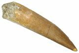 Fossil Plesiosaur (Zarafasaura) Tooth - Morocco #344247-1